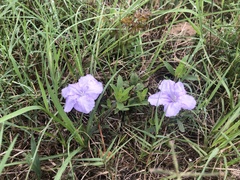 Ruellia