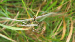 Argiope trifasciata