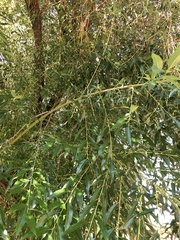 Salix lasiandra