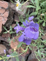Penstemon venustus