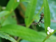 Coreus marginatus