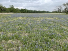 Lupinus texensis