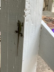 Anolis carolinensis