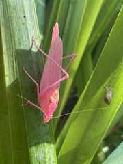 Amblycorypha oblongifolia