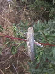 Anacridium aegyptium