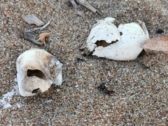 Caretta caretta