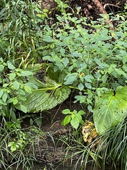 Symplocarpus foetidus