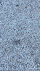 Pelecinus polyturator