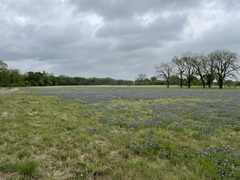Lupinus texensis