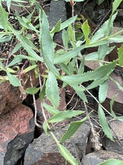 Penstemon venustus