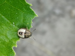 Peribalus strictus vernalis