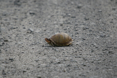 Terrapene carolina triunguis