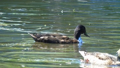 Anas platyrhynchos domesticus