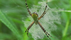 Argiope trifasciata