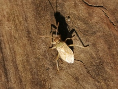 Coreoidea