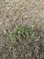 Caryophyllaceae