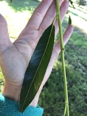 Salix lasiandra