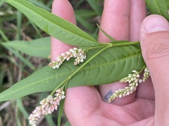 Persicaria lapathifolia