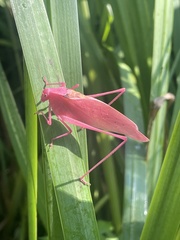 Amblycorypha oblongifolia