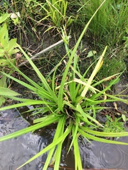 Carex comosa