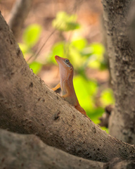 Anolis wattsii