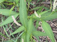 Persicaria lapathifolia