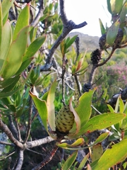 Leucadendron strobilinum