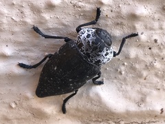 Capnodis tenebrionis