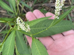Persicaria lapathifolia