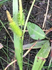 Carex comosa