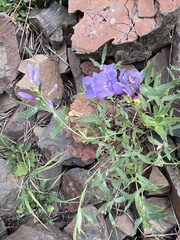 Penstemon venustus