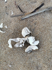 Caretta caretta