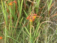Crocosmia