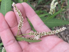 Persicaria lapathifolia