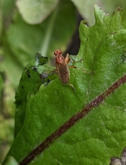 Tetanocera