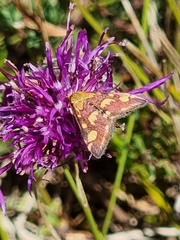 Pyrausta purpuralis