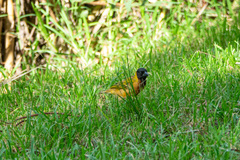 Ploceus melanocephalus