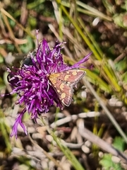Pyrausta purpuralis