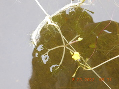 Utricularia radiata