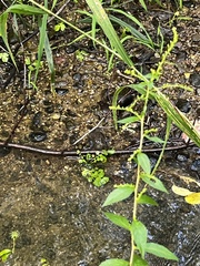 Nasturtium officinale