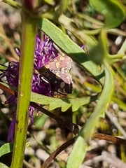 Pyrausta purpuralis