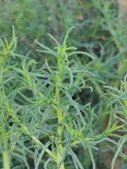 Salsola