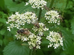 Sericomyia silentis