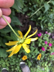 Diabrotica undecimpunctata