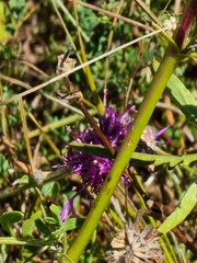 Pyrausta purpuralis