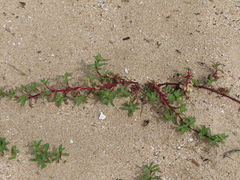 Pectis multiflosculosa