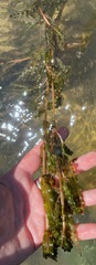 Potamogeton crispus