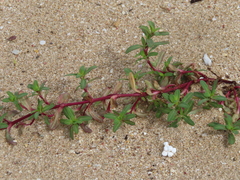 Pectis multiflosculosa