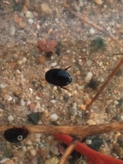 Agabinae