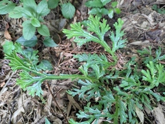 Selaginella doederleinii